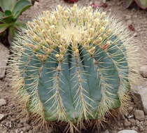 Ferocactus glaucescens (DC.) Britton & Rose resmi