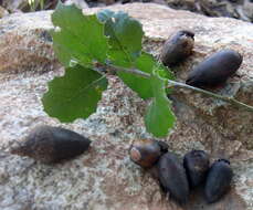 Image of California Live Oak