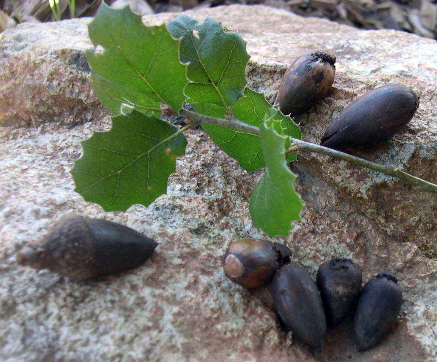 Image of California Live Oak