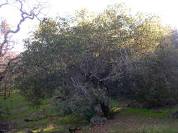 Image of California Live Oak