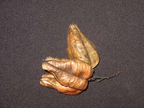 Image of Golden-rain tree