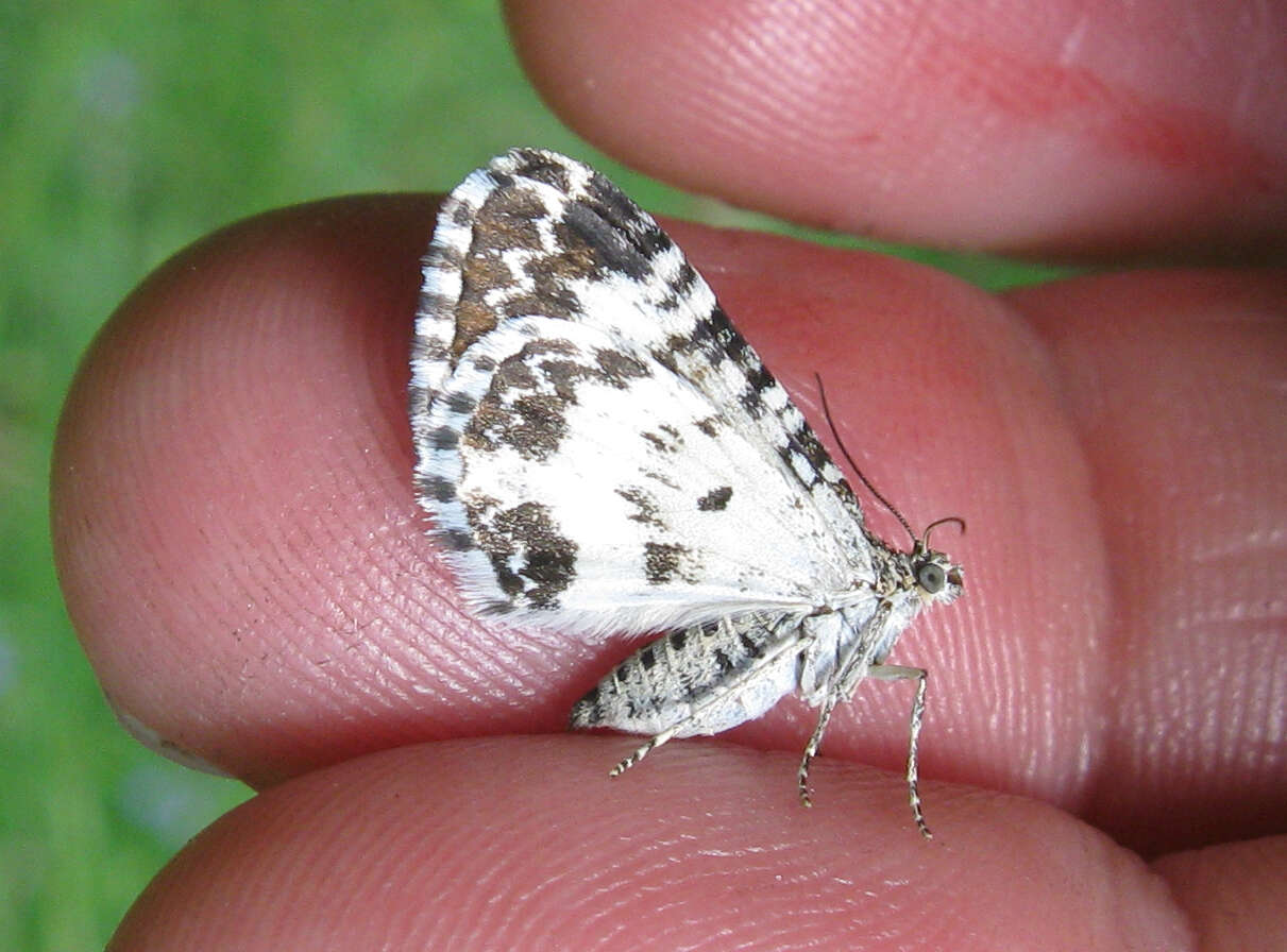 Image of small argent and sable