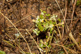 Image of Sida corrugata Lindl.