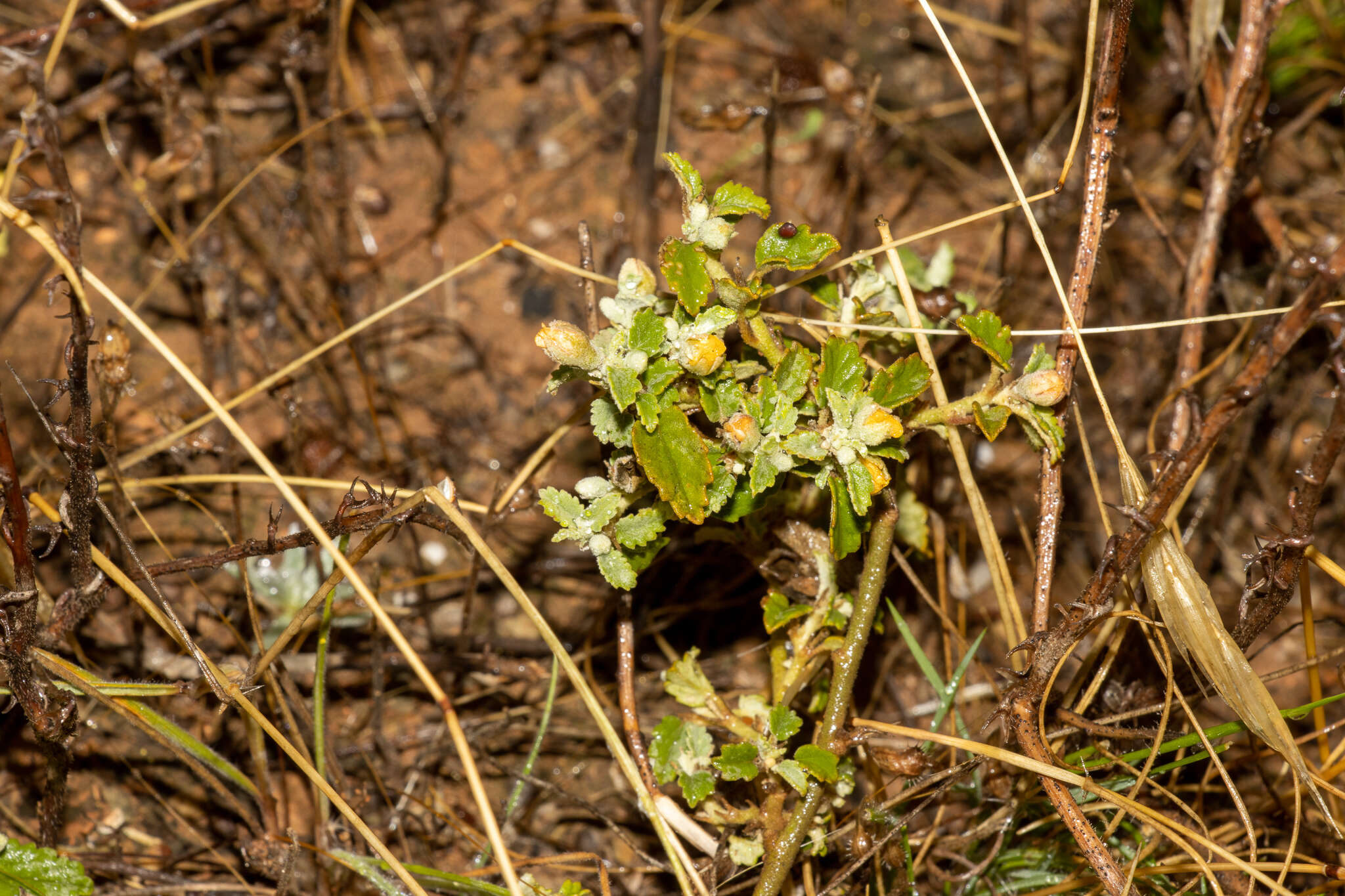 Image of Corrugated Sida