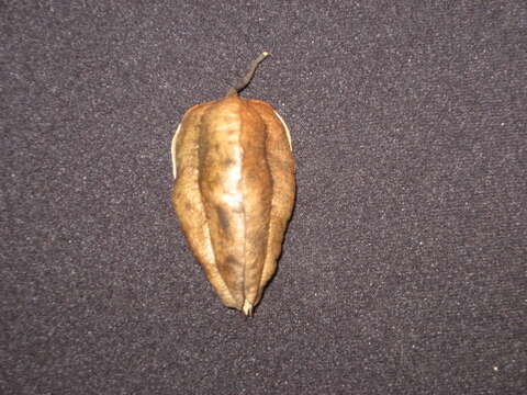 Image of Golden-rain tree