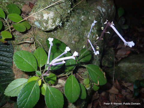 Image of Plectranthus hilliardiae subsp. hilliardiae