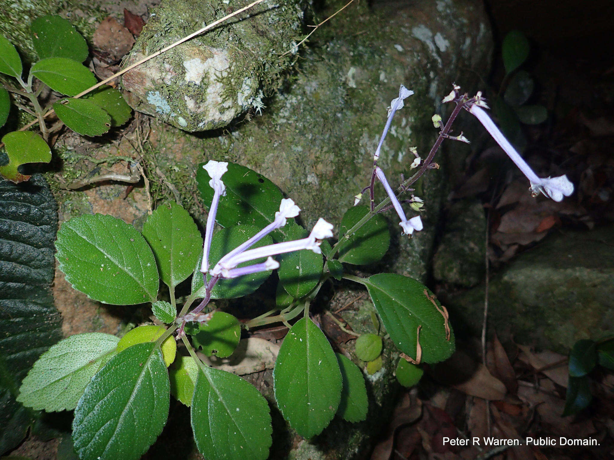 Plectranthus hilliardiae subsp. hilliardiae的圖片