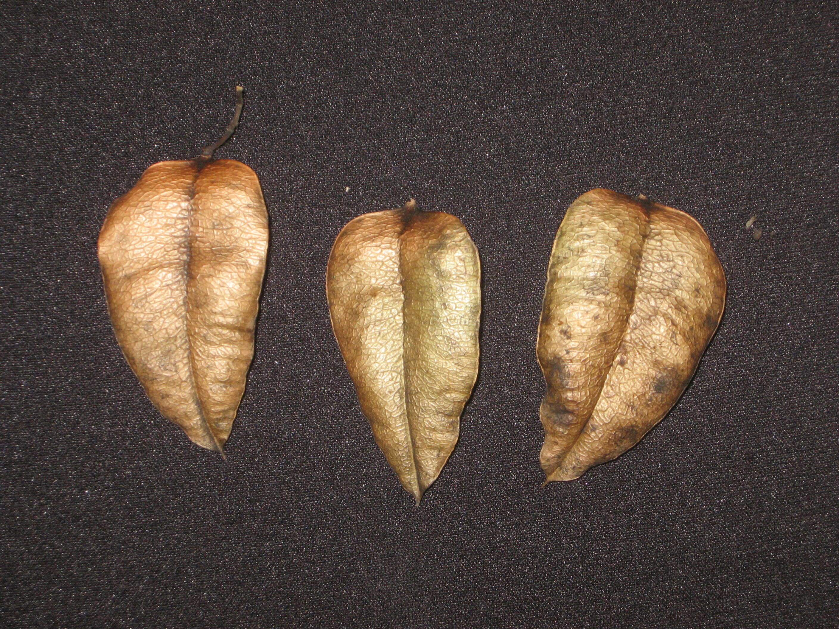 Image of Golden-rain tree