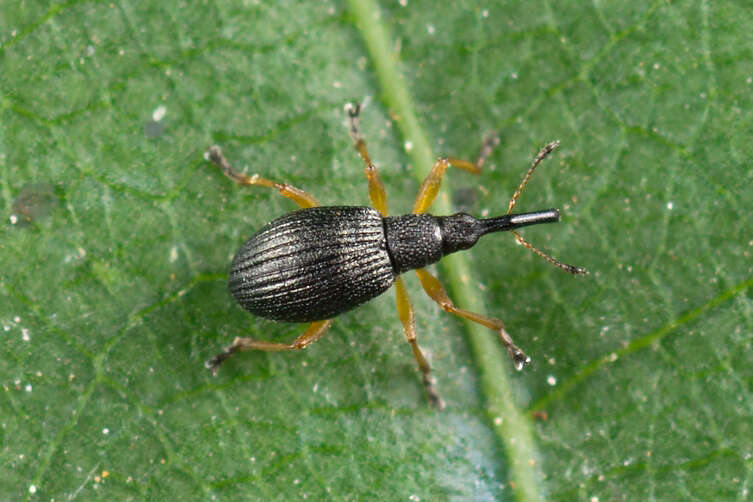 Image of Apionidae