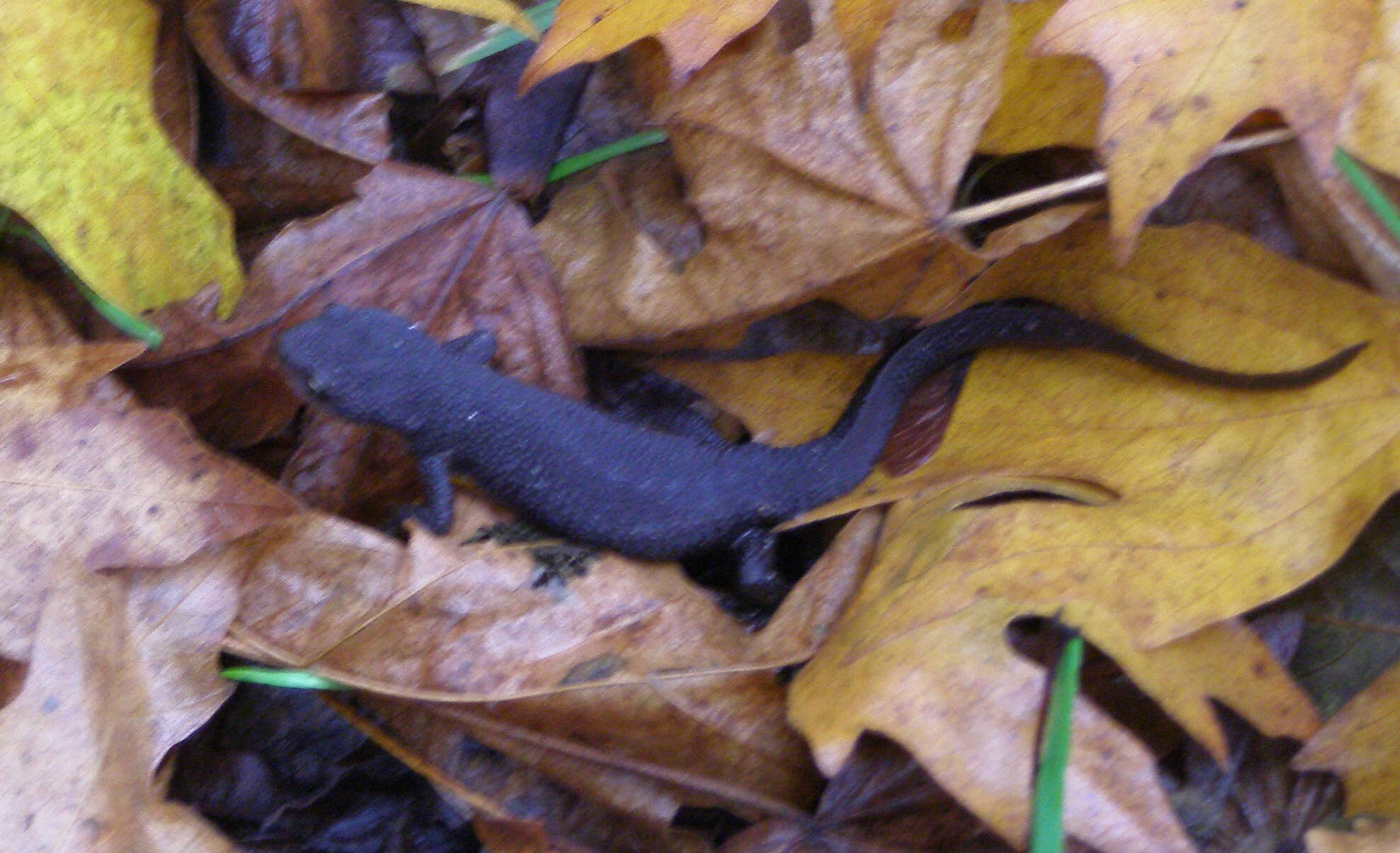 Image of Rough-skinned Newt