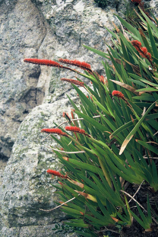 Image of Xeronemataceae