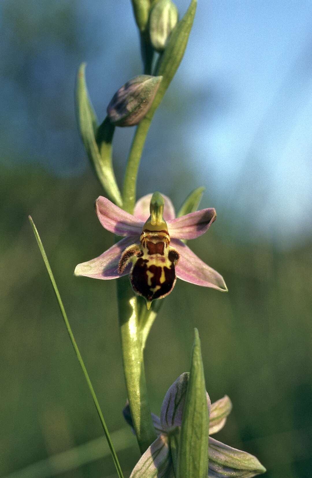 Image of Bee orchid