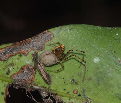 Image of Theridion pyramidale L. Koch 1867