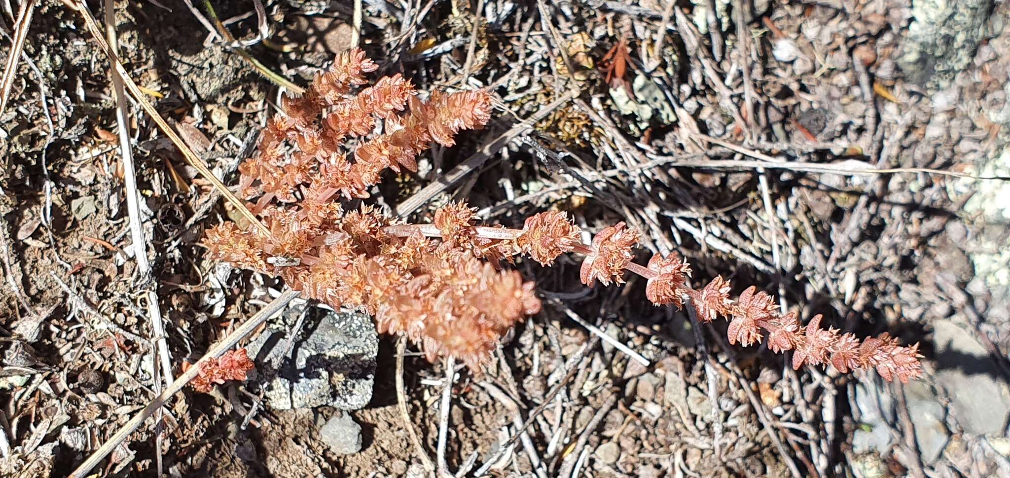 Image of Pygmyweed