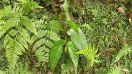 Image of Begonia longifolia Blume