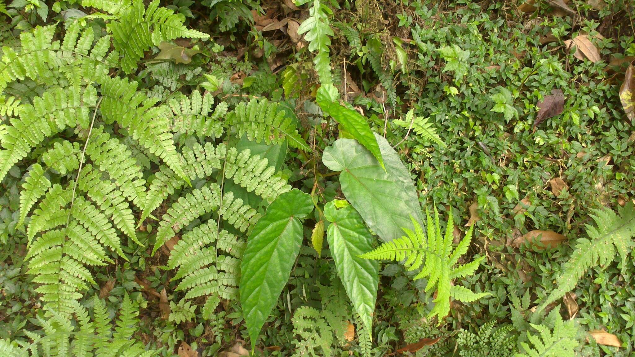 Image of Begonia longifolia Blume