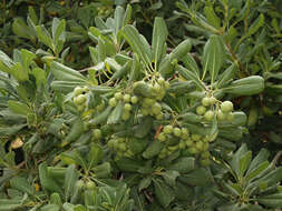 Image de Pittosporum tobira (Murray) Aiton fil.