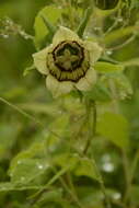 Image de Codonopsis rotundifolia Benth.