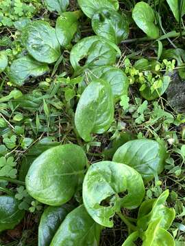 Image of Gynura elliptica Yabe & Hayata