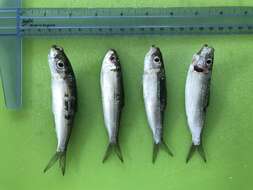 Image of Blueline herring