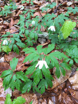 Image of European thimbleweed