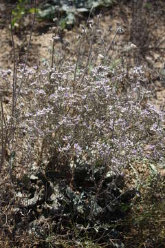 Image de Limonium sareptanum (A. Becker) Gams