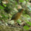 Image of Blue-naped Pitta