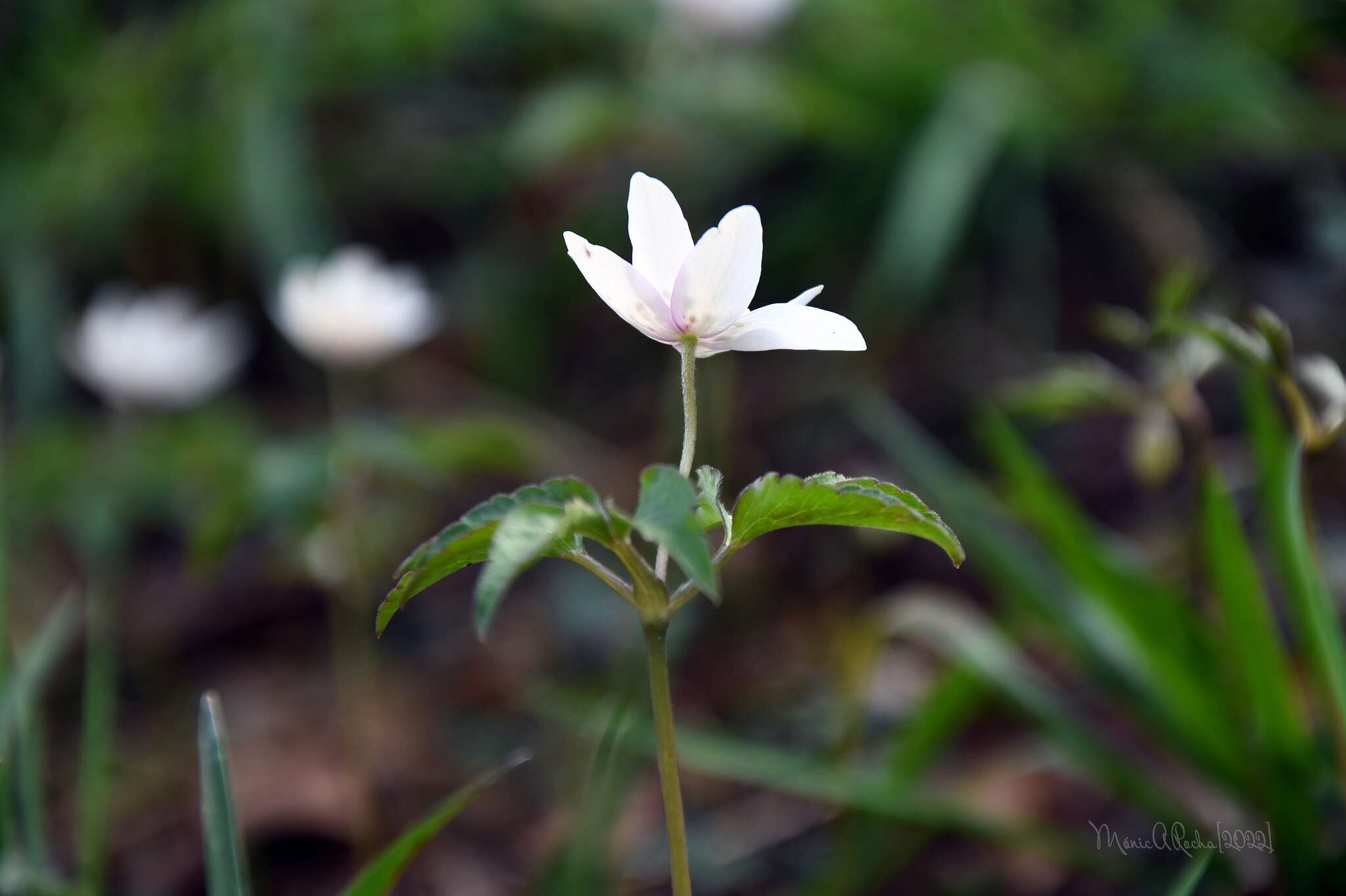 صورة Anemone trifolia subsp. albida (Mariz) Ulbr.