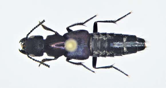 Image of Platydracus violaceus (Gravenhorst 1802)