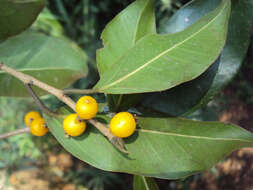 Image de Ficus microcarpa L. fil.