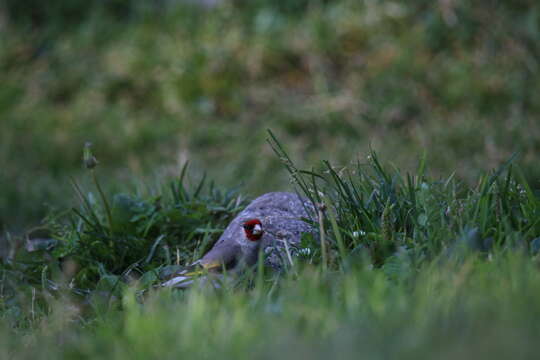 Imagem de Carduelis carduelis caniceps Vigors 1831