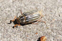 Image of Ten-lined June Beetle