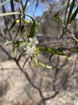 Image of Myoporum platycarpum R. Br.