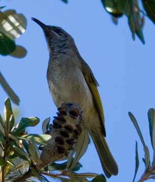 Image of Brown Honeyeater