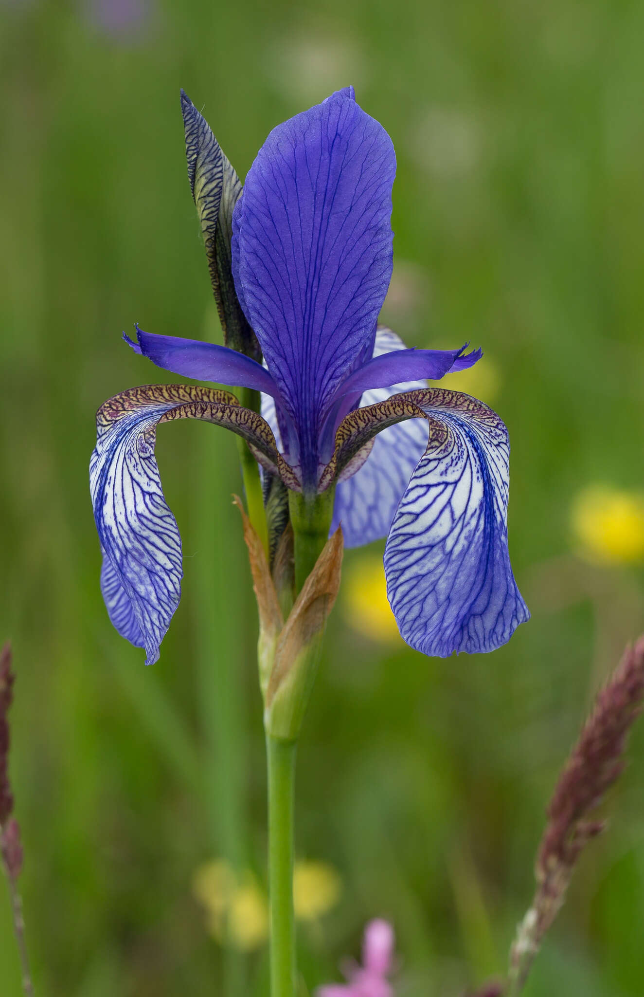 Image of German Iris