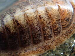 Image of coat-of-mail chiton