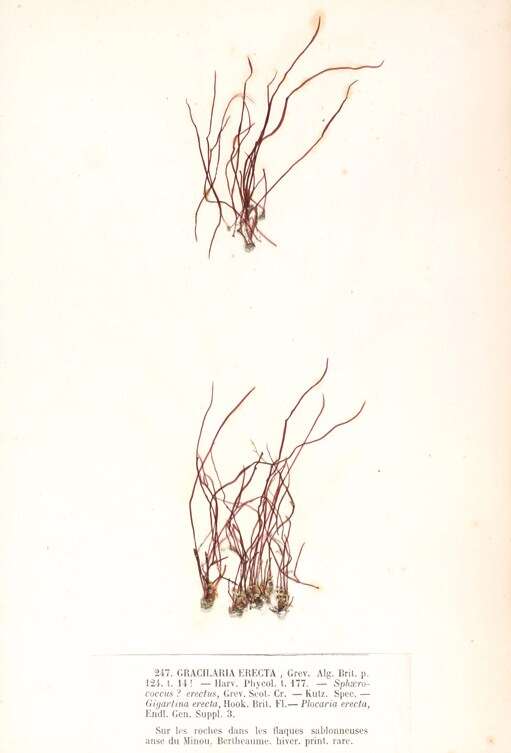 Image of Cordylecladia J. Agardh 1852