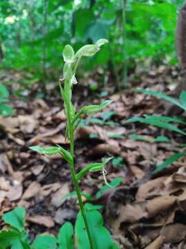 Plancia ëd Habenaria distans Griseb.