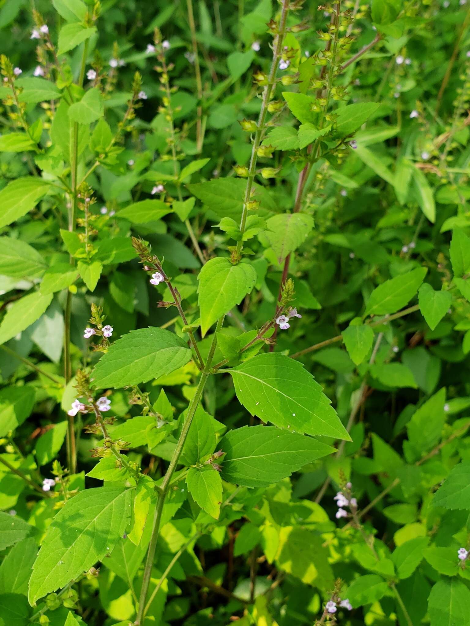 Image of Miniature-Beefsteakplant