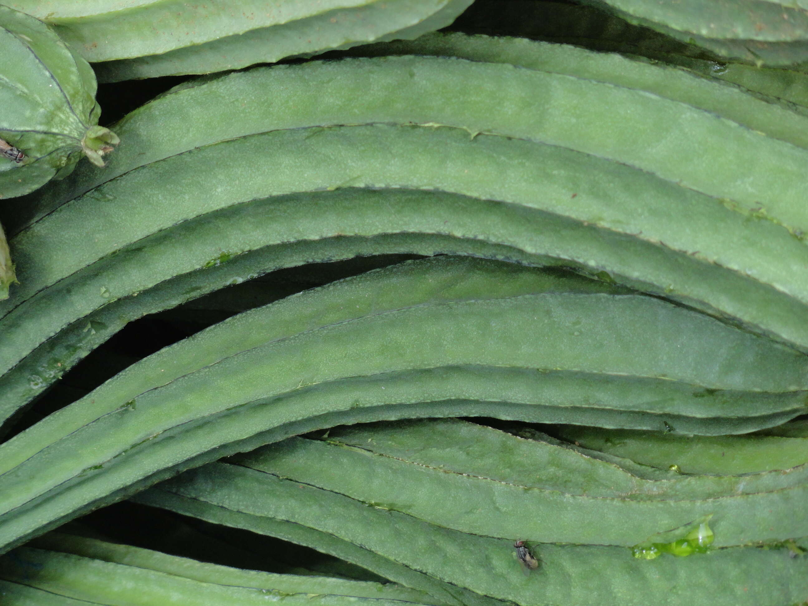 Image of sinkwa towelsponge