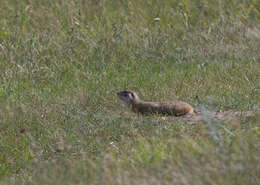 Image of Red-cheeked Ground Squirrel