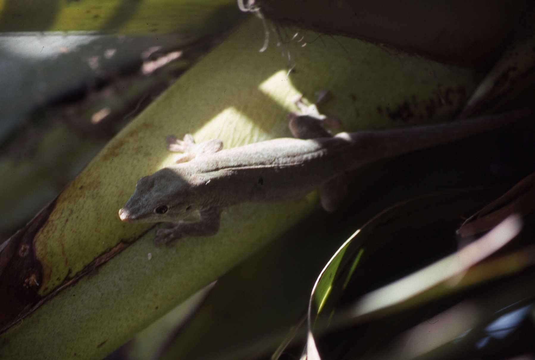 Image of Günther's Gecko