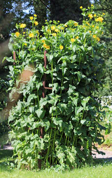 Silphium perfoliatum L. resmi