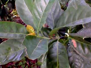 Image of Liberian coffee