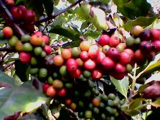 Image of Liberian coffee
