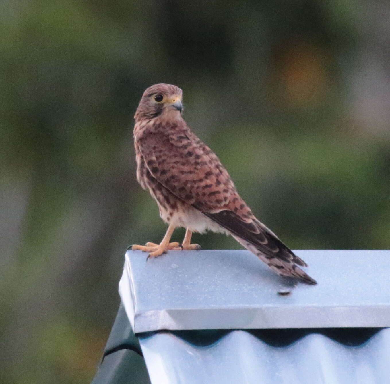 Image of Spotted Kestrel