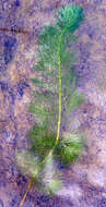 Image of Carolina fanwort