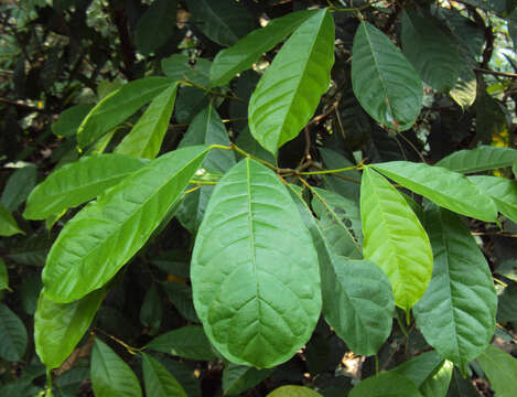 Image of Ficus nervosa Heyne ex Roth