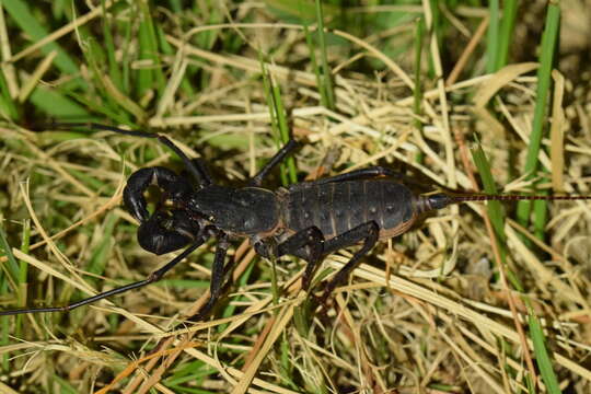 Image of Typopeltis stimpsonii (Wood 1862)