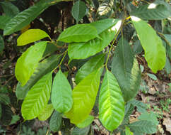 Image of Ficus nervosa Heyne ex Roth